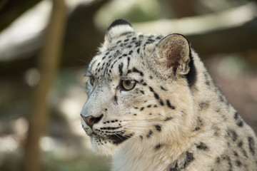 snow leopard, Irbis Uncia uncia