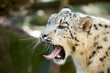 Fototapeta na wymiar snow leopard, Irbis Uncia uncia