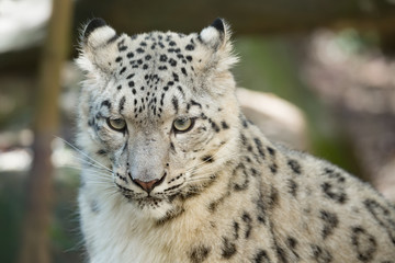 Fototapeta na wymiar snow leopard, Irbis Uncia uncia