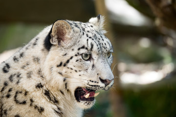 Fototapeta premium snow leopard, Irbis Uncia uncia