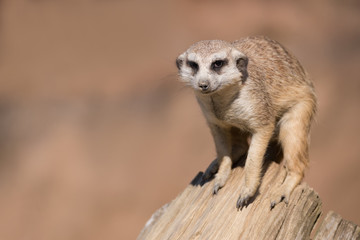 Naklejka na ściany i meble meerkat or suricate