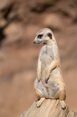 Naklejka na ściany i meble meerkat or suricate