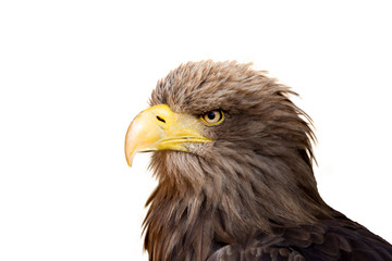 Big Sea Eagle (Haliaeetus albicill)