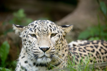 Fototapeta na wymiar Persian leopard (Panthera pardus saxicolor)