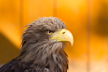 Big Sea Eagle (Haliaeetus albicill)