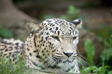 Obraz na płótnie Canvas Persian leopard (Panthera pardus saxicolor)