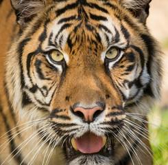 Naklejka premium Sumatran Tiger, Panthera tigris sumatrae
