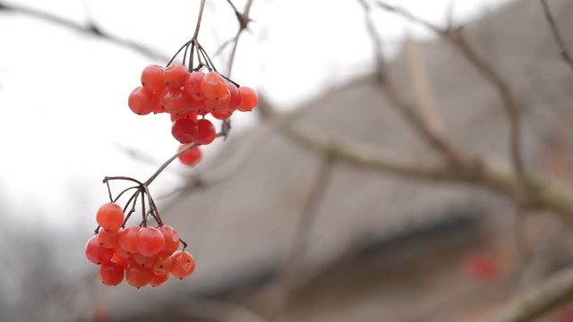 Ripe red arrowwood or viburnum berries on blurred background in winter
