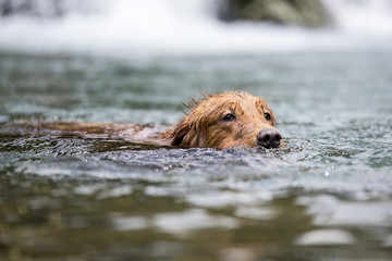 Golden retriever swimming in the river