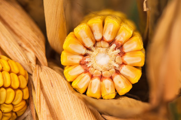Ripe corn cob, close up