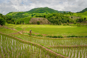 Fototapeta premium The rice terraces field in Chiangrai province of northern part of Thailand.