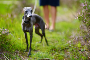 Cute italian greyhound dog on a walk - Powered by Adobe