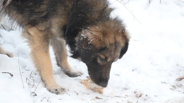 Hungry stray mongrel dog eats meat outdoors on snow