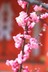 梅と神社