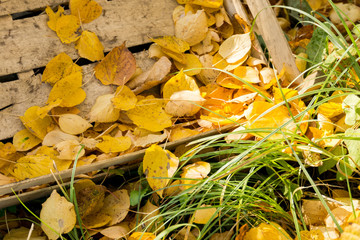 Fall Leaves and Wood Box