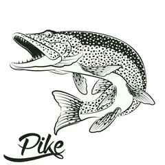 Fototapeta premium Jumping Pike isolated