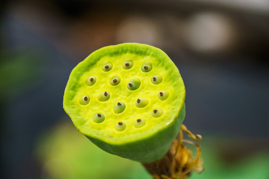 Lotus Pod - close up of a pod of lotus flower.Close up of a multi colored lotus  seed pod with seeds. Stock Photo | Adobe Stock