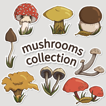 a set of colorful autumn mushrooms