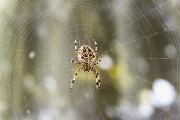 Spider on the web