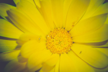 Marigold in the Garden