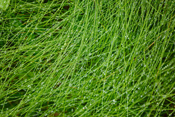 Water Drops on the Green Grass. Nature abstract background