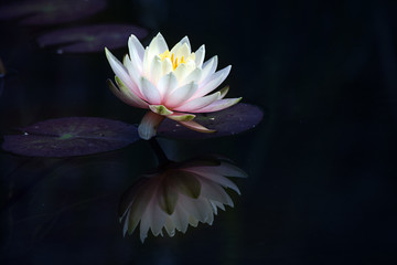 light pink water lily (Nymphaea Clyde Ikins) with leaves and reflection on the dark pond