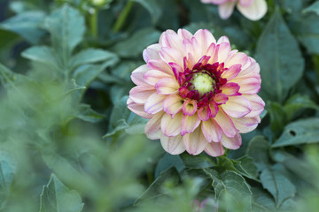 Obraz premium Pink and white dahlia in the garden in autumn on a green background