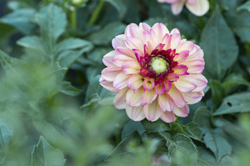 Pink and white dahlia in the garden in autumn on a green background
