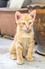 Cute brown kitten sit on concrete floor