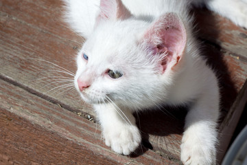 White Kitten Portrait