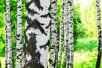 summer in forest birch
