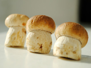 Three small white mushroom on a blurred background