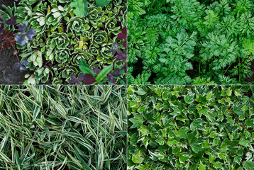 Sedge green grass close-up. Textural green background collage