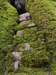 Unfachgerechte Baumsanierung an alter Buche