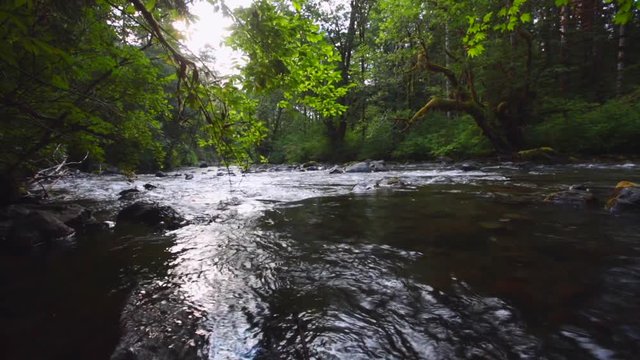 Beautiful small river in the woods