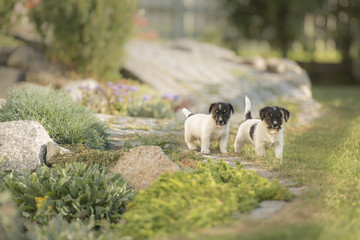 Jack Russell puppies - 4,5 weeks old 