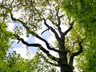Großer Eichenbaum