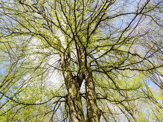 Rheingauer Gebückbuche