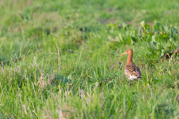 Black-tailed Godwit in grass