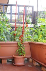 tomatoes and zucchini in the pots of an urban garden in the balc