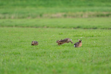 Running hares