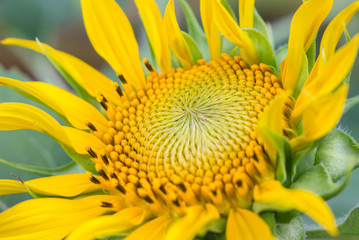 Sunflower yellow bloom.