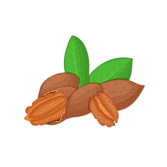 Vector illustration of a pecan nut. A handful of Appetizing pecan nut with yellow flower, red and yellow nuts and leaves on a white background. Elements of packaging design brochures on healthy eating