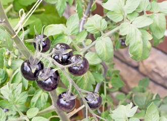 A bunch of black tomatoes growing on the vine in a garden