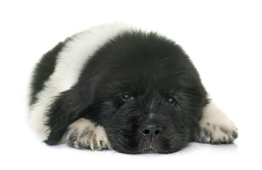 black and white puppy newfoundland dog