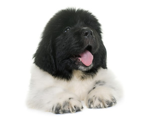 black and white puppy newfoundland dog