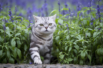 The cat lavender flowers