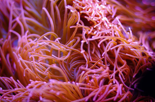 A sea anemone flowing in the current
