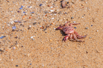 Death crab on beach close