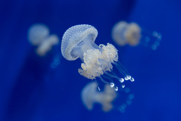 Fototapeta premium meduza meduza podwodne nurkowanie zdjęcie egipt czerwone morze
